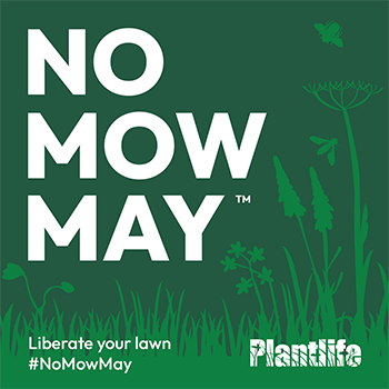 #NoMowMay to boost Ludlow’s wildlife