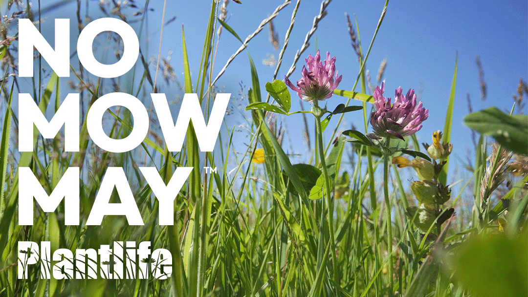 Image of a grass field with flowers with the title No mow may and the logo plantlife